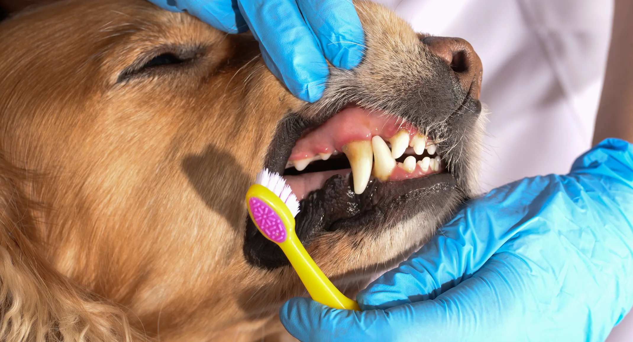 Dog showing teeth dental care